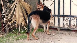 Ethiopian German shepherd  0982411979