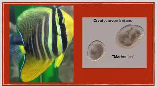 Marine Ich (Cryptocaryon irritans)