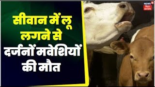 Siwan News : बिहार के सीवान में लू लगने से 10 मवेशियों की मौत  | Top News | BIhar Big News