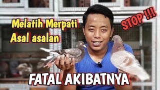 Cara Melatih Merpati Giringan Pertama @ALDP_CRB