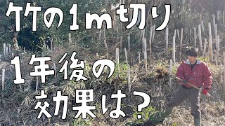 第67話　竹の１m切り、1年後の経過報告！久しぶりの外作業はいい気持ちです。【CAT HOUSE DIY】