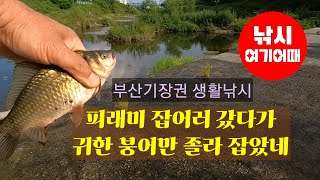 기장권에서 피래미 낚시 갔다가 뜻밖의 귀한 붕어 졸라 낚았슴/부산기장권 생활낚시 낚시조황/낚시여기어때