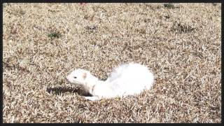 フェレット雪ちゃんの公園散歩　服部緑地（2016年2月11日）