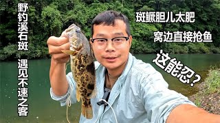 溪流野钓溪石斑，意外发现斑鳜闹窝抢鱼，不料用软饵一试赚大发了