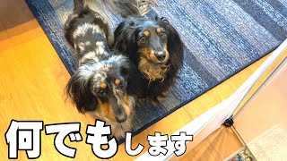 飼い主そっちのけで「パン」しか見えなくなっている犬の姿はこちらです