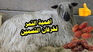 الكومى | فوائد التمر أو البلح لخرفان التسمين 🐏