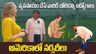 జాబ్స్ రావడం కన్నా వీసా రావడమే కష్టం The Hidden Wonders of Commercial Plant Nursery #shwaaravlogs