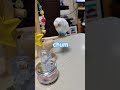 セキセイインコ チャム birds cute インコ pets 癒し funny parrot グルメ