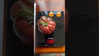 Largest Beef Tomato I’ve Grown | 264g #uk #gardening