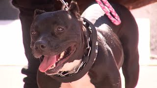 City and animal clinic partner up