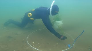 Fynsk fjord skranter - i Jylland bruges søm og ålegræs til at lokke fiskene tilbage