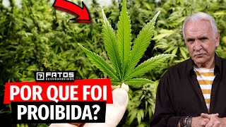 A Maconha e os motivos de ser proibida no Brasil