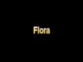 what is the definition of flora medical dictionary free online