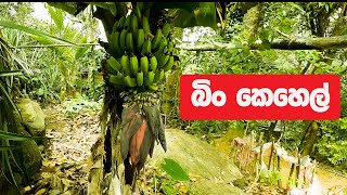 බිං කෙසෙල් Bing banana