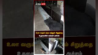 உலா வரும் கரடி மற்றும் சிறுத்தை.. உதகையில் மக்கள் அச்சம் | Cheetah | Bear | Nilgiris