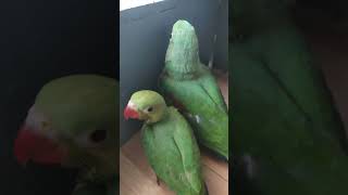 Talking Parrot| #viral #love #pets #new #nature #tree #song #music #bollywood #birds #parrot #yt
