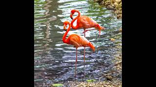 Spotting Some Flamingos In A Zoo In China