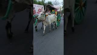 மாட்டு வண்டி கட்டிகிட்டு வைத்தீஸ்வரன் கோவிலுக்கு பாதயாத்திரை செல்லும் நகரத்தார்கள் 🙏