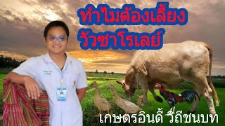 ทำไมต้องเลี้ยงวัวซาโรเลย์