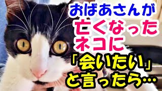 身寄りのないおばあさんがかつて飼っていた猫。亡くなった猫に会いたい、と言っていたら…【猫の不思議な話】【朗読】