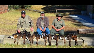 South Africa Goose Hunt