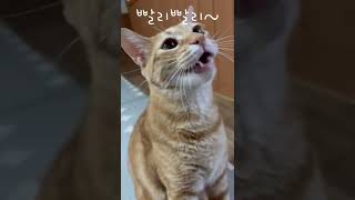 [토리Tory]수다냥이🐈대답냥이🐈의사표현을 너무 잘해ㅎㅎ