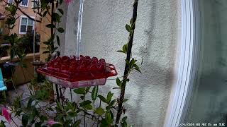 Female Anna's hummingbird on Tuesday, Dec 24, 2024 at 08 49 AM