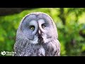 wildlife animals relaxation film 4k 🌿explore the serenity of nature with soothing piano music