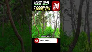 1만평 고급 소나무 임야! 가격이 7,000만원이나 깎였습니다