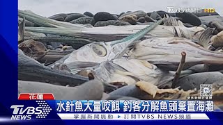 七星潭釣客「水針魚頭」亂丟 遊客恐刺傷｜TVBS新聞 @TVBSNEWS01