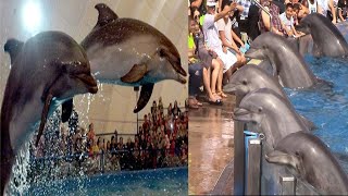 Dolphin Show in Dubai FULL VIDEO | Dolphen fish | Dolphin Days at SeaWorld San Diego on | #shorts