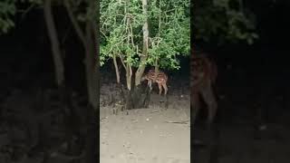 Sundarban National Park, West Bangal