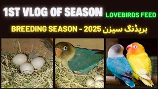 Love Birds Food Time | Best food for Love Birds | Breeding Formula for Love Birds | Love bird food