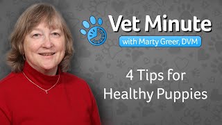 4 Tips for Healthy Puppies