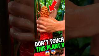 Don't Touch This Plant #viral