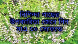 নিশিন্দা গাছের উপকারিতা জেনে নিন