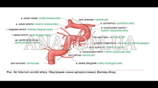 295. Внутрішня сонна артерія - AnatomUa - AUDIO