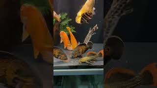 oscar fish tank  | amazing fish