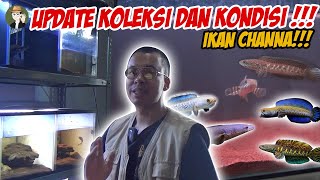 UPDATE KOLEKSI DAN KONDISI CHANNA BULAN FEBUARI !!