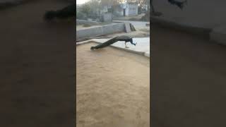 peacock laughing#viralvideos #videoshort #sorts #viral #story