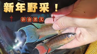 【中國野采】野采新會黑叉尾鬥魚｜【Wild-catch in China】Wild-catch Macropodus hongkongensis in Xinhui