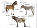 genetics and systems of breeding in livestock