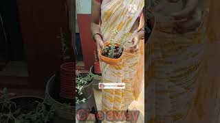 Give away maruvam plant #marjoram #gardening #youtubeshorts #shorts