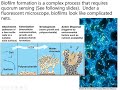 Lecture 4 part 4: biofilms