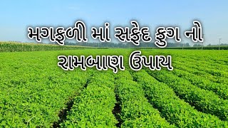 મગફળીમાં થડનો કોહવારો / ડોડવાનો સડો એટલે કે સફેદ ફૂગના રોગની ઓળખ, નુકશાન અને સંકલિત નિયંત્રણ વિષે