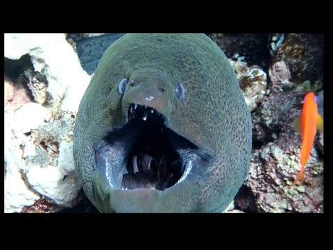 Do any animals have two jaws?