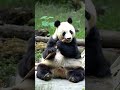 32岁的功勋妈妈白云拿着一根巨大的竹笋大快朵颐，状态太好了！ panda 大熊貓