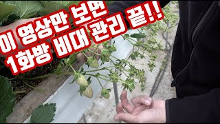 딸기 1화방!! 몇개를 키워야하나??? 그리고 비대 관리 방법은??? 이 영상만 보면 답은 끝!!