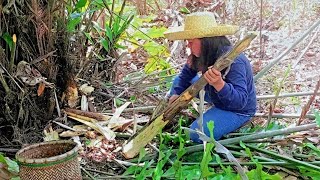 Foraging and Cooking Wild Palm Heart from the Forest