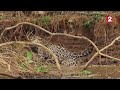 Un jaguar attaque un caïman ! - ZAPPING SAUVAGE